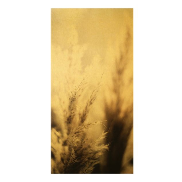 Canvas print gold - Pampas Grass In The Shadow
