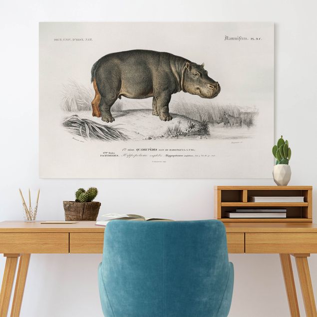 Print on canvas - Vintage Board Hippo