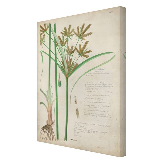Print on canvas - Vintage Botany Drawing Grasses I