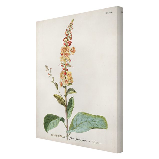 Print on canvas - Vintage Botanical Illustration Mullein