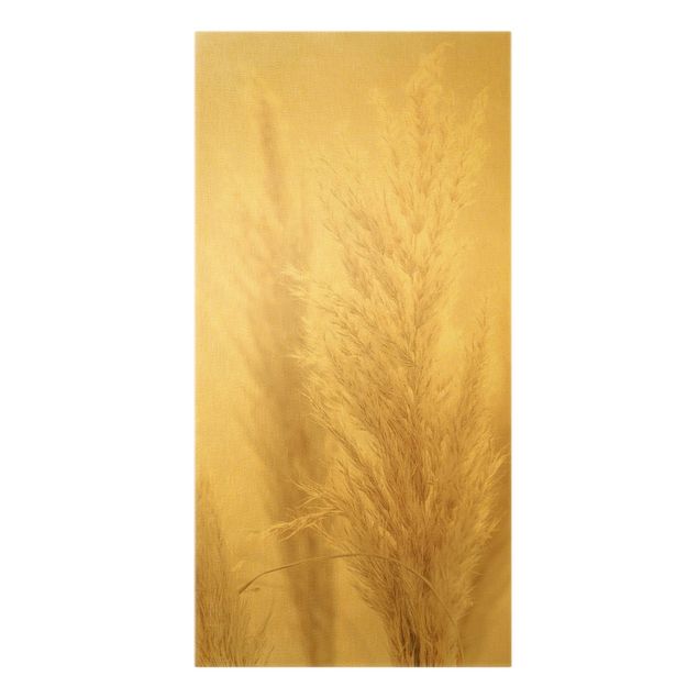 Canvas print gold - Pampas Grass In Sun Light