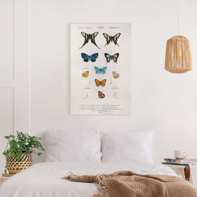 Print on canvas - Vintage Board Butterflies I