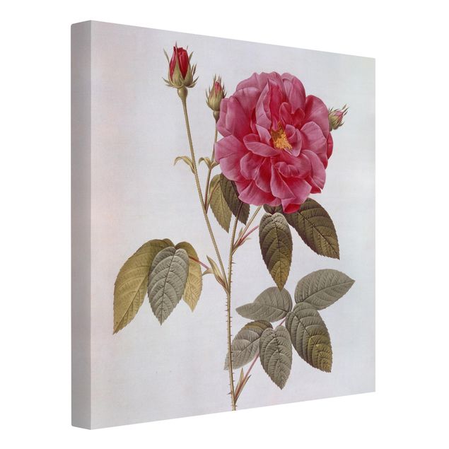 Canvas print - Pierre Joseph Redoute - Apothecary's Rose