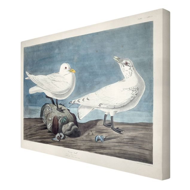 Print on canvas - Vintage Board Ivory Gull