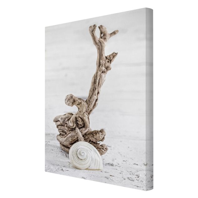 Print on canvas - White Snail Shell And Root Wood