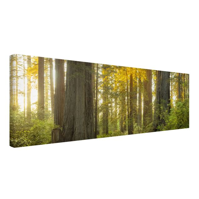 Print on canvas - Redwood National Park