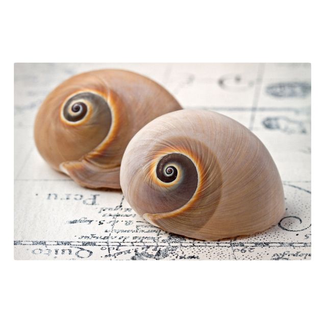 Print on canvas - Shell Duo