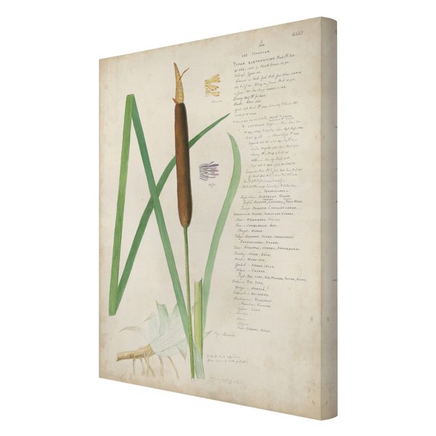 Print on canvas - Vintage Botany Drawing Grasses II