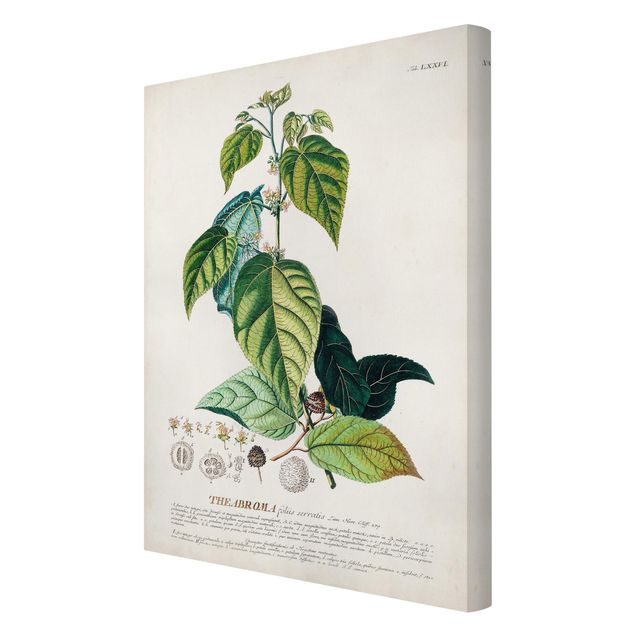 Print on canvas - Vintage Botanical Illustration Cocoa