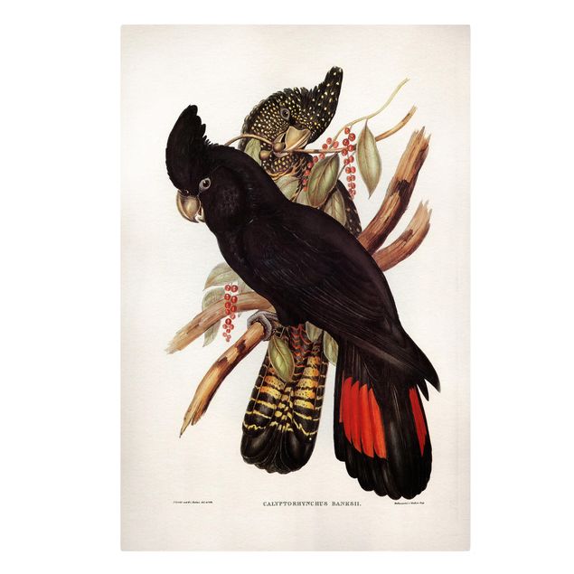 Print on canvas - Vintage Illustration Black Cockatoo Black Gold