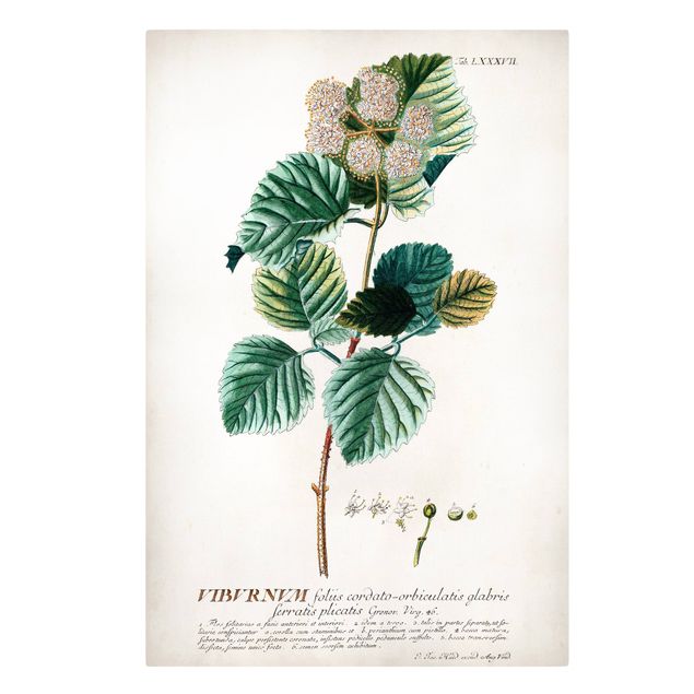 Print on canvas - Vintage Botanical Illustration Snowball