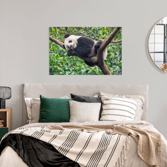 Print on canvas - Sleeping Panda On Tree Branch