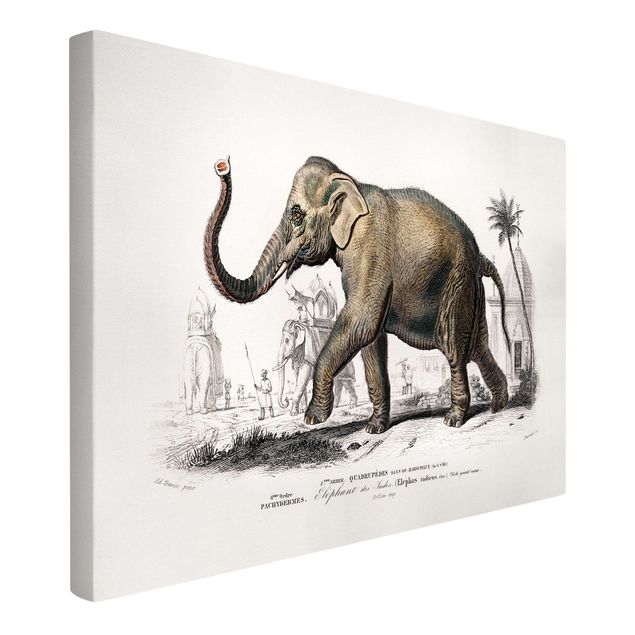 Print on canvas - Vintage Board Elephant