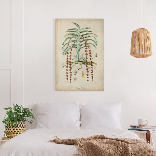 Print on canvas - Vintage Board Exotic Palms IV