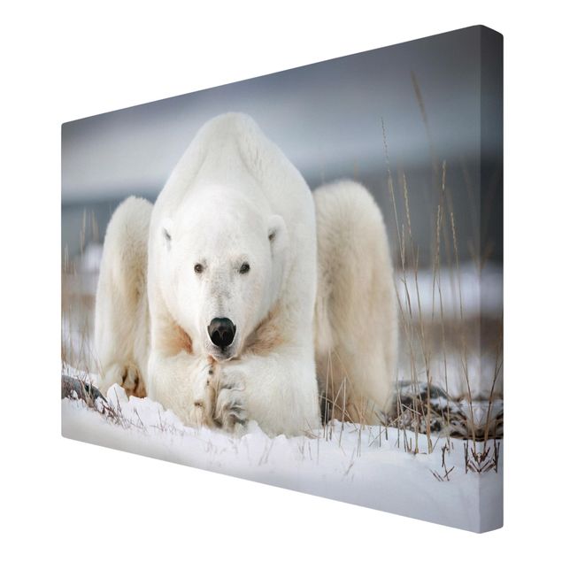 Print on canvas - Contemplative Polar Bear