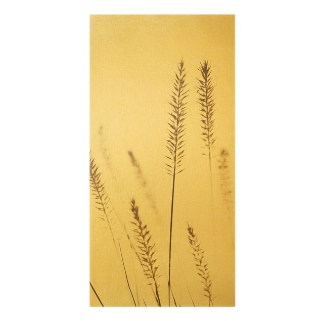 Canvas print gold - Dried Cynosurus Cristatus