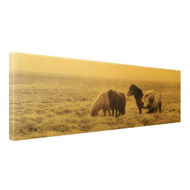 Canvas print gold - Wild Icelandic Horse