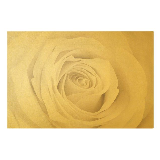 Canvas print gold - Pretty White Rose