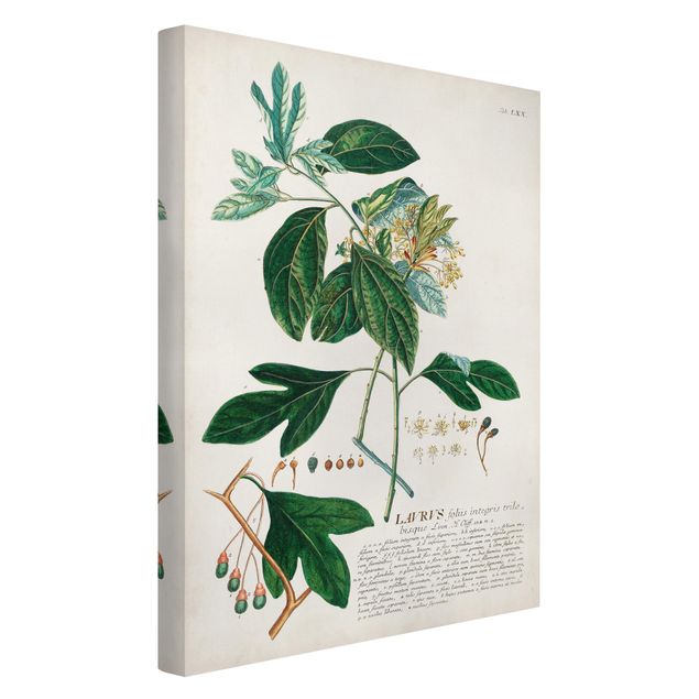 Print on canvas - Vintage Botanical Illustration Laurel