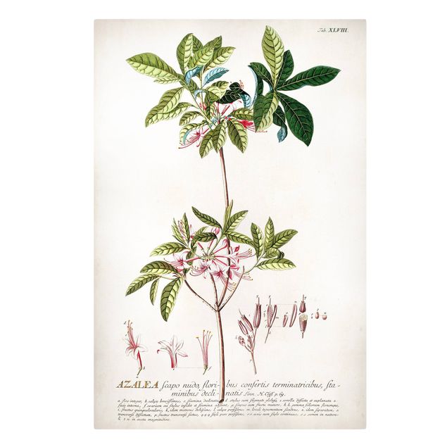 Print on canvas - Vintage Botanical Illustration Azalea