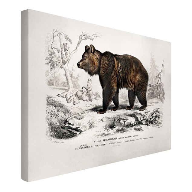 Print on canvas - Vintage Board Brown Bear