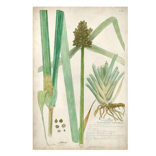 Print on canvas - Vintage Botany Drawing Grasses III