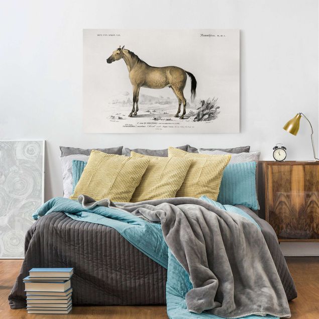 Print on canvas - Vintage Board Horse