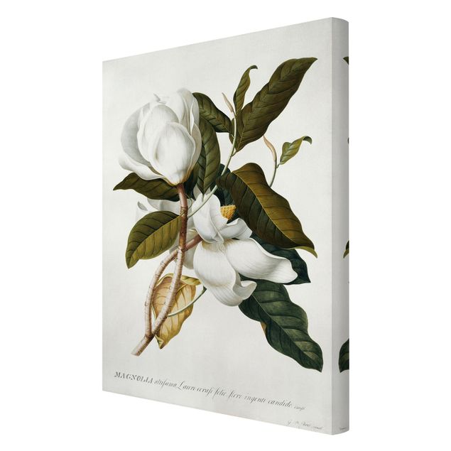 Canvas print - Georg Dionysius Ehret - Magnolia