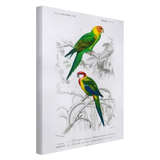 Print on canvas - Vintage Wall Chart Two Parrots Green Red