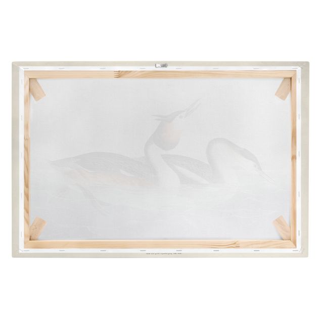 Print on canvas - Vintage Board Grebes
