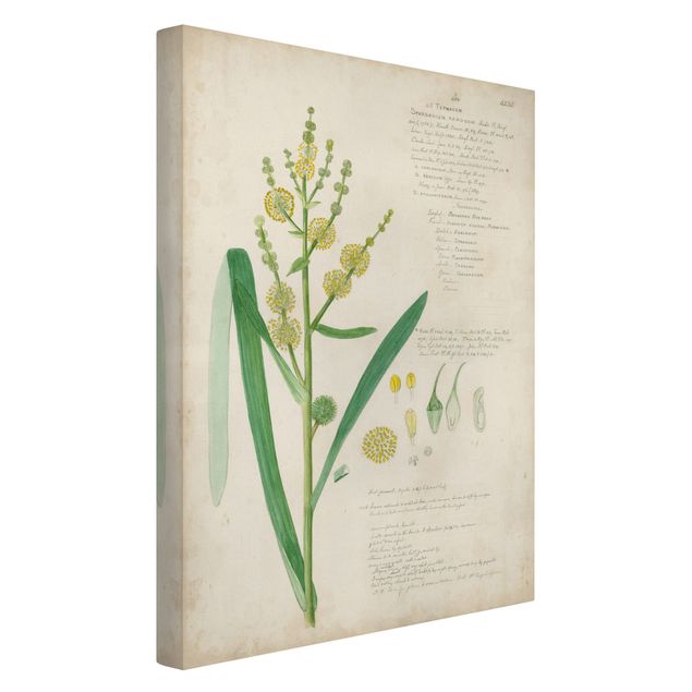 Print on canvas - Vintage Botany Drawing Grasses IV