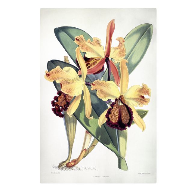 Print on canvas - Walter Hood Fitch - Orchid