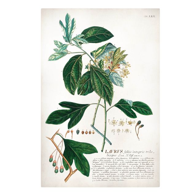 Print on canvas - Vintage Botanical Illustration Laurel