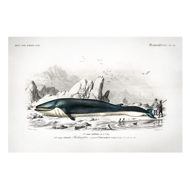 Print on canvas - Vintage Board Blue Whale