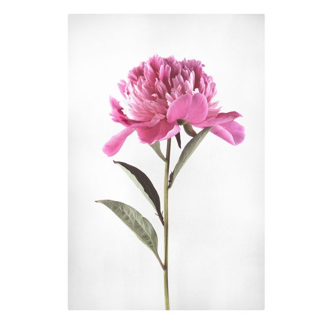 Canvas print - Blooming Peony Pink On White
