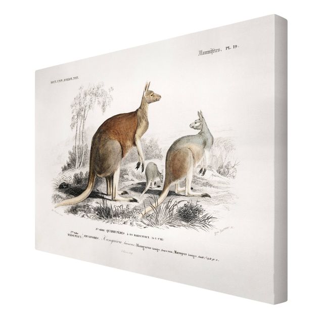 Print on canvas - Vintage Board Kangaroo