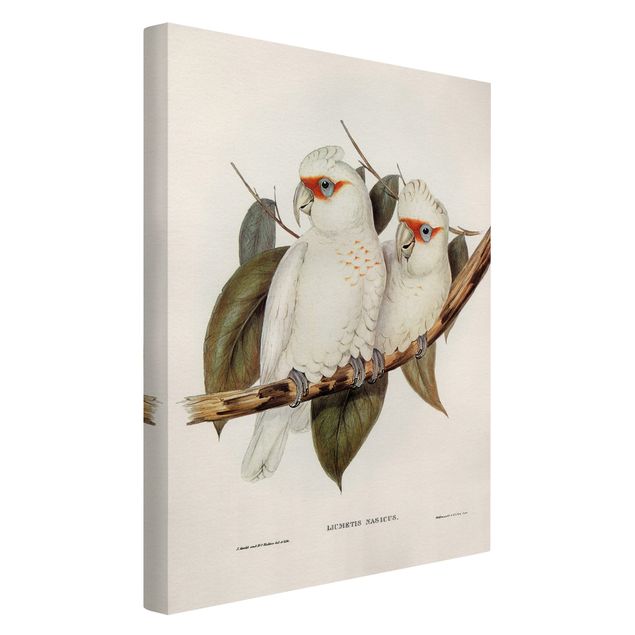 Print on canvas - Vintage Illustration White Cockatoo