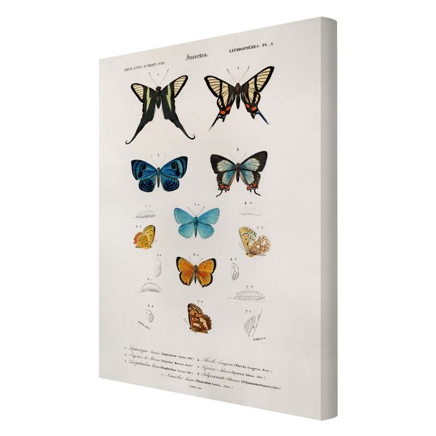 Print on canvas - Vintage Board Butterflies I