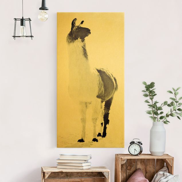 Canvas print gold - Fluffy llama