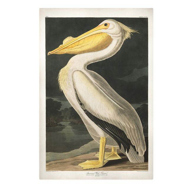 Print on canvas - Vintage Board White Pelican