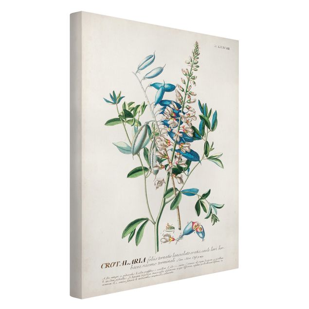 Print on canvas - Vintage Botanical Illustration Legumes