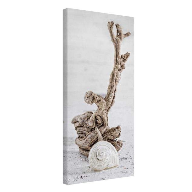 Print on canvas - White Snail Shell And Root Wood