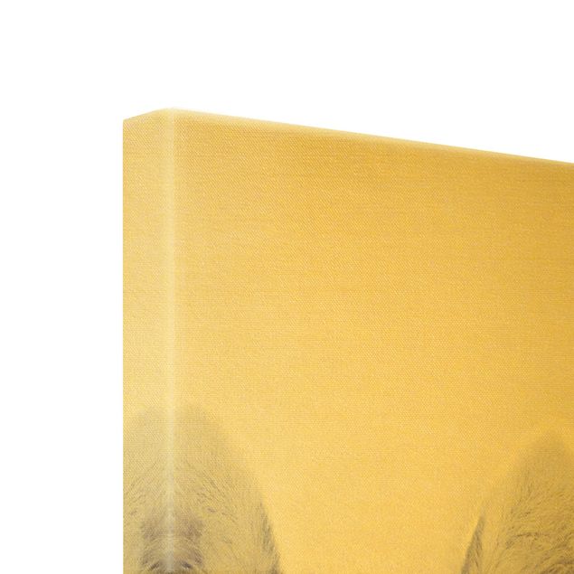 Canvas print gold - Husky Portrait