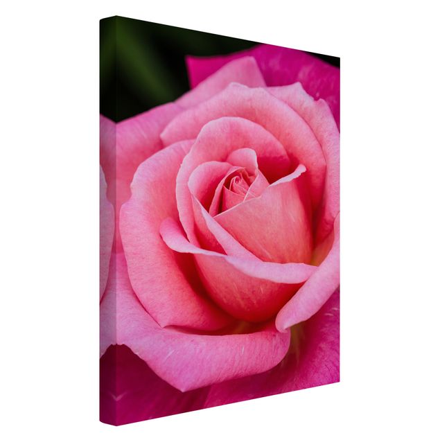 Print on canvas - Pink Rose Flowers Green Backdrop