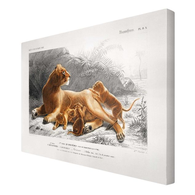 Print on canvas - Vintage Board Lioness And Lion Cubs