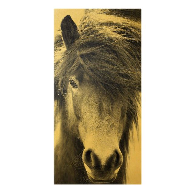 Canvas print gold - Icelandic Horse In Black And White