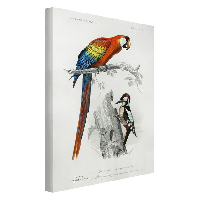 Print on canvas - Vintage Board Parrot Red Blue