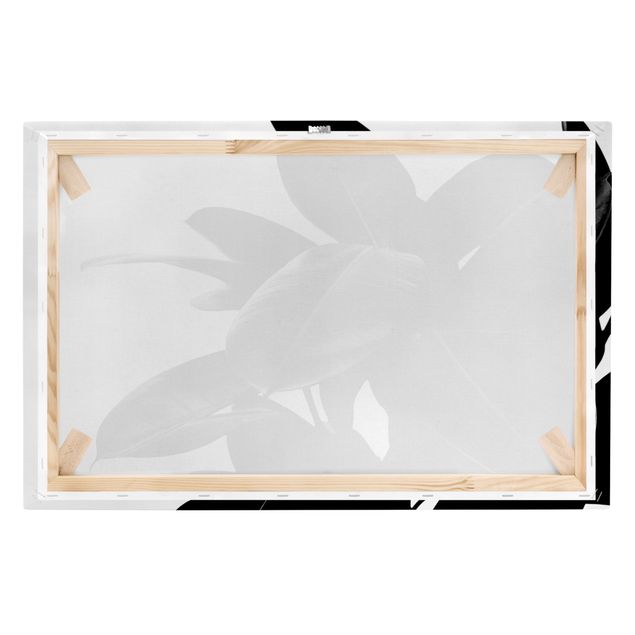 Print on canvas - Rubber Tree Black And White