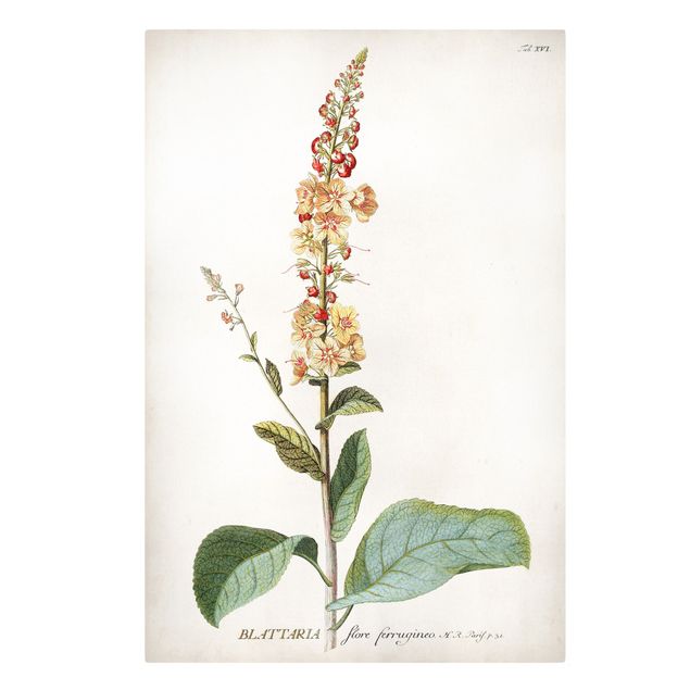 Print on canvas - Vintage Botanical Illustration Mullein
