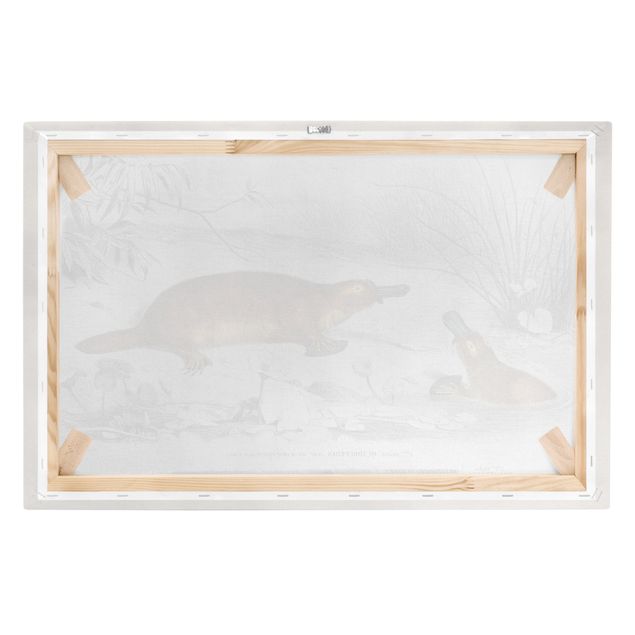 Print on canvas - Vintage Board Platypus